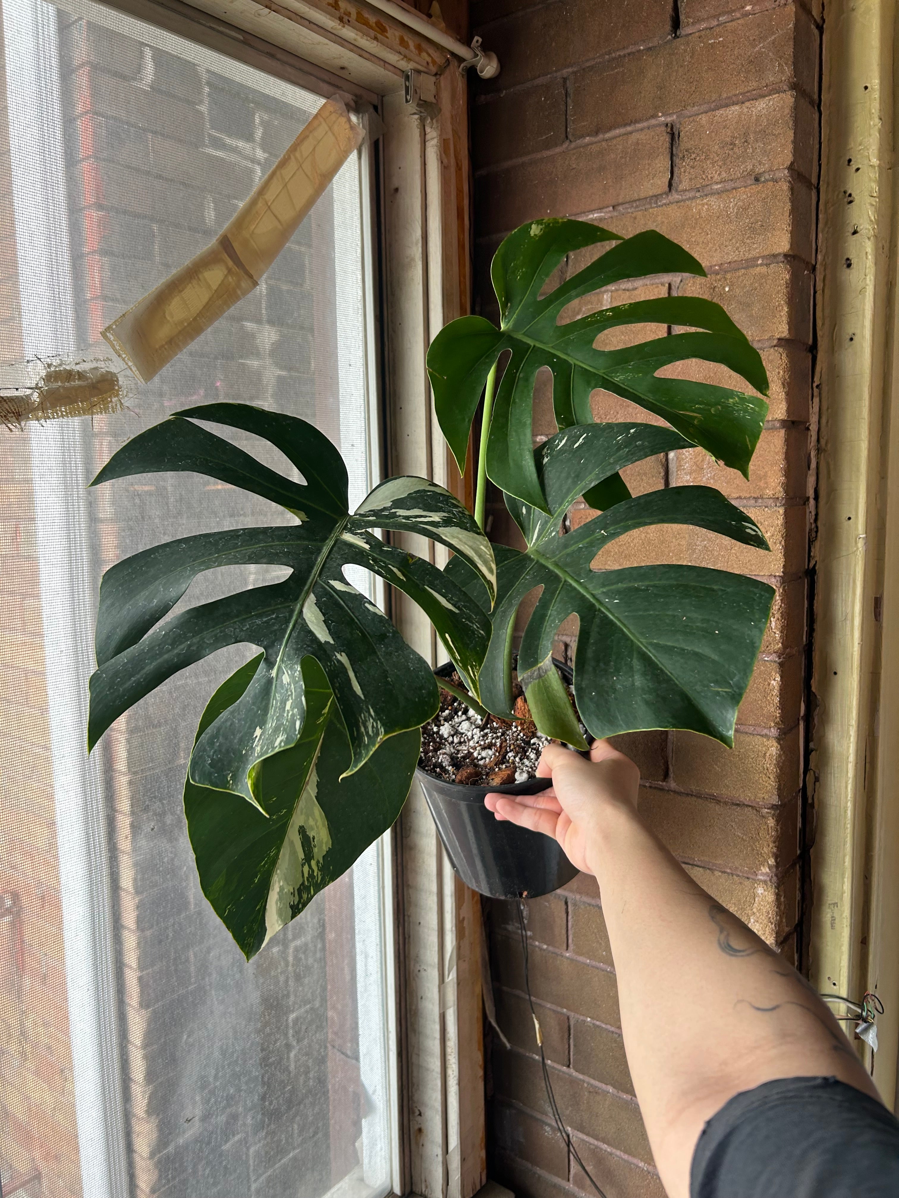All Plant – The Realm Of Leaf