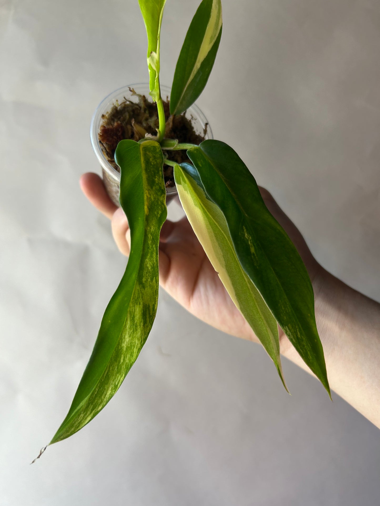 Philodendron Flobe x Tortum