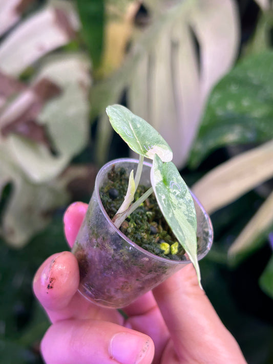 Alocasia Silver Dragon Albo ( Corm Grown)