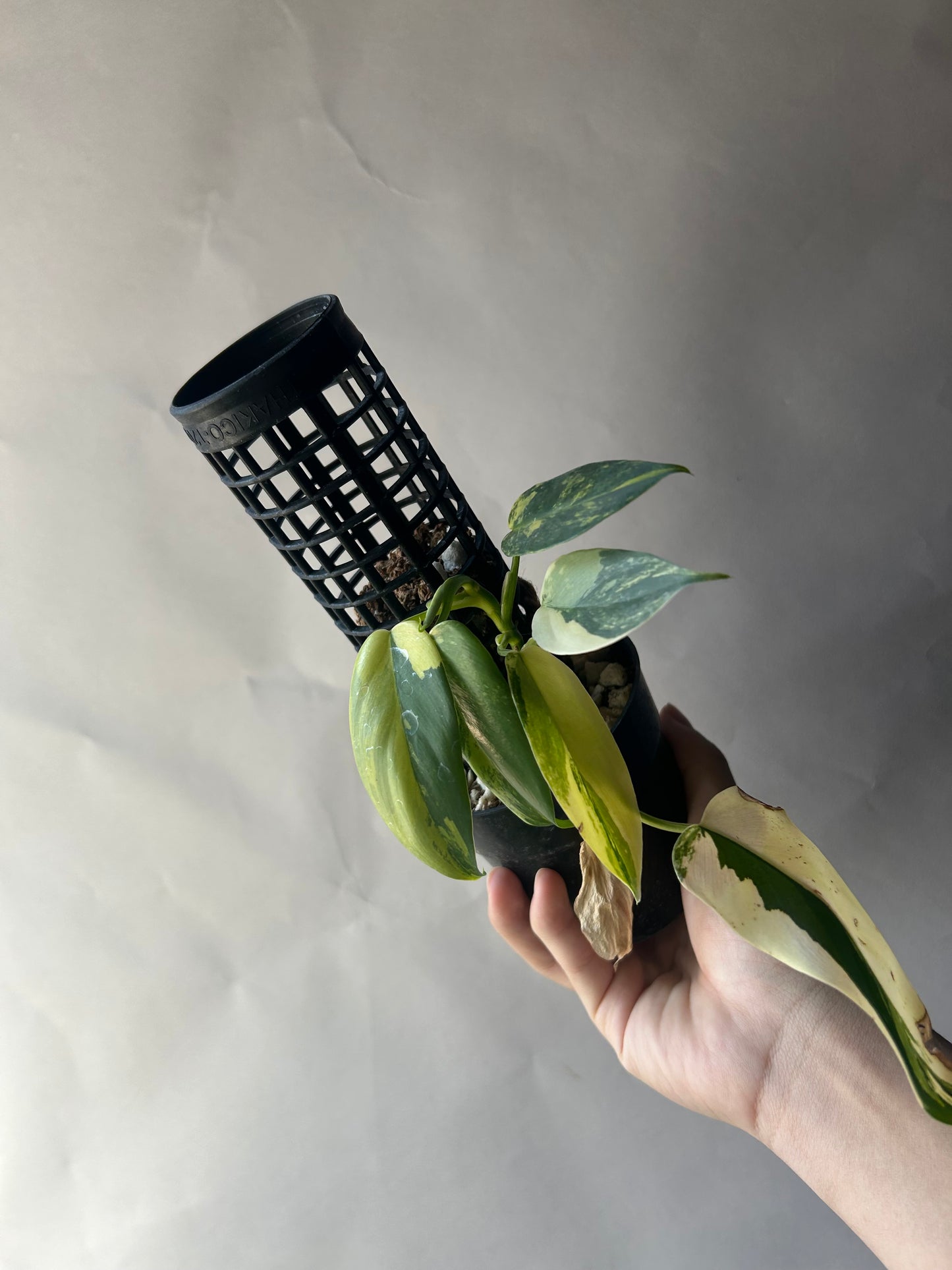 Philodendron Violin Variegated