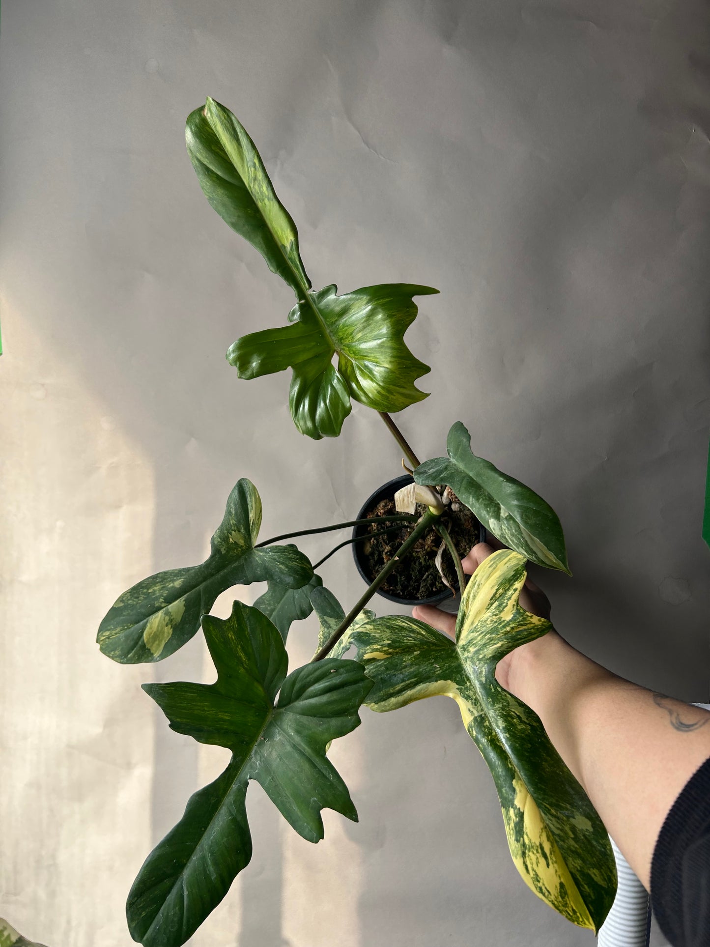 Philodendron Flobe x Mayoi