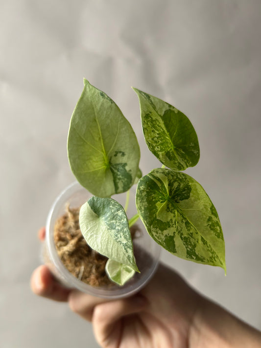 Alocasia Sinuata Albo