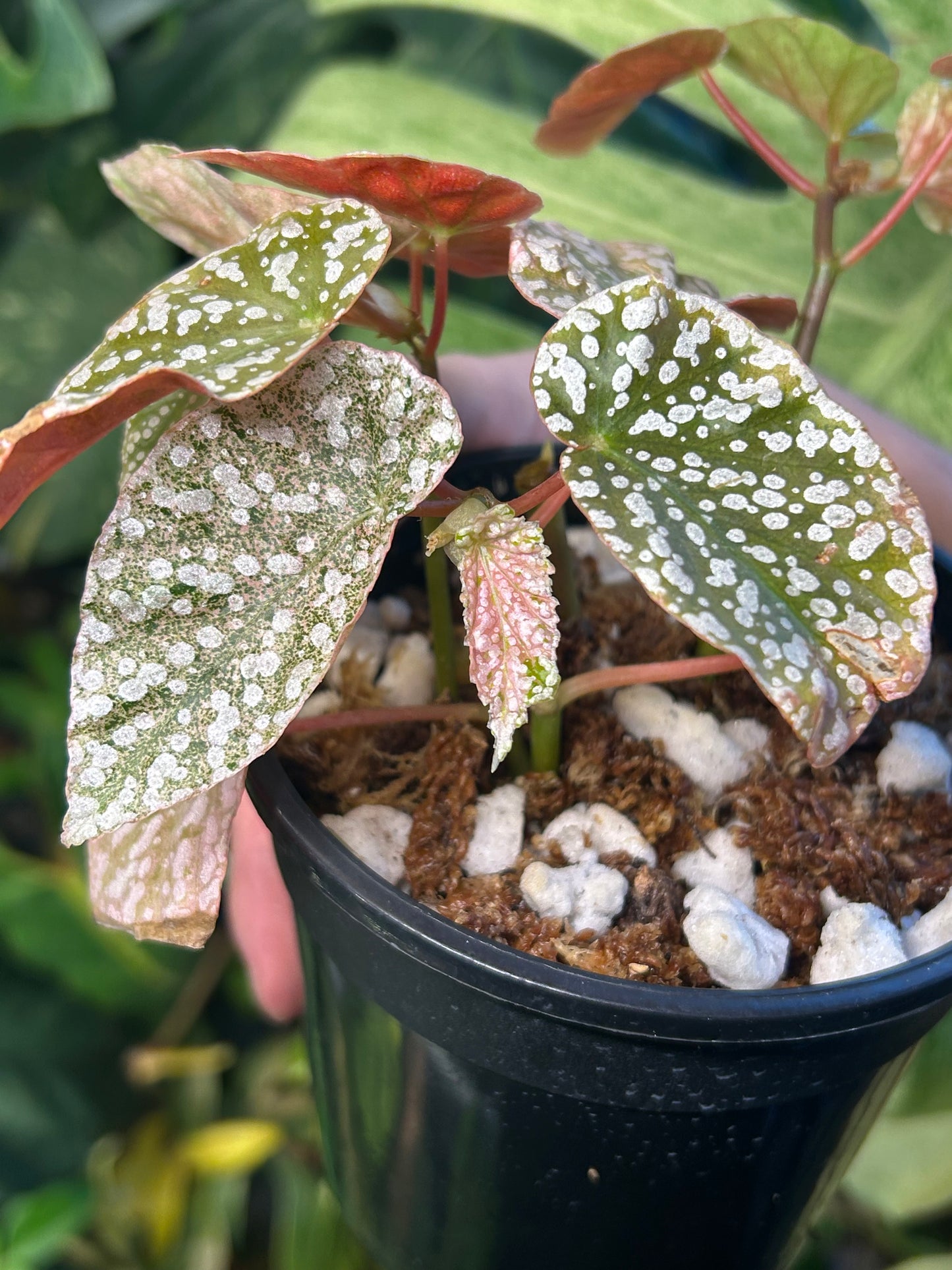 Begonia Snowcape Variegated