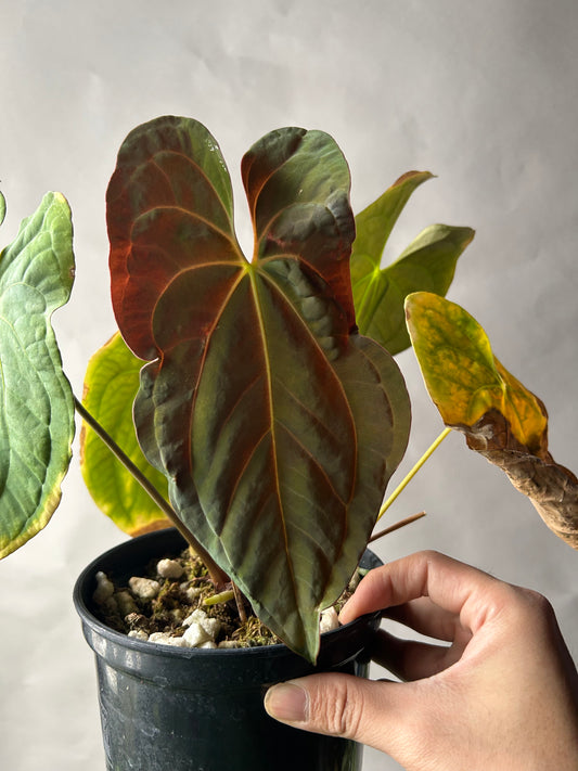 Anthurium RVDP x Papi