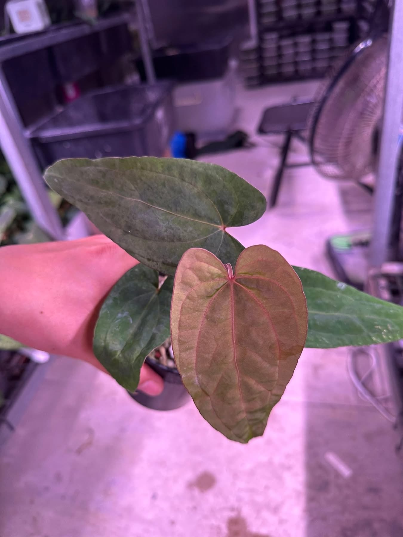 Anthurium (BVEP x Kunayala) x Dragon Fang