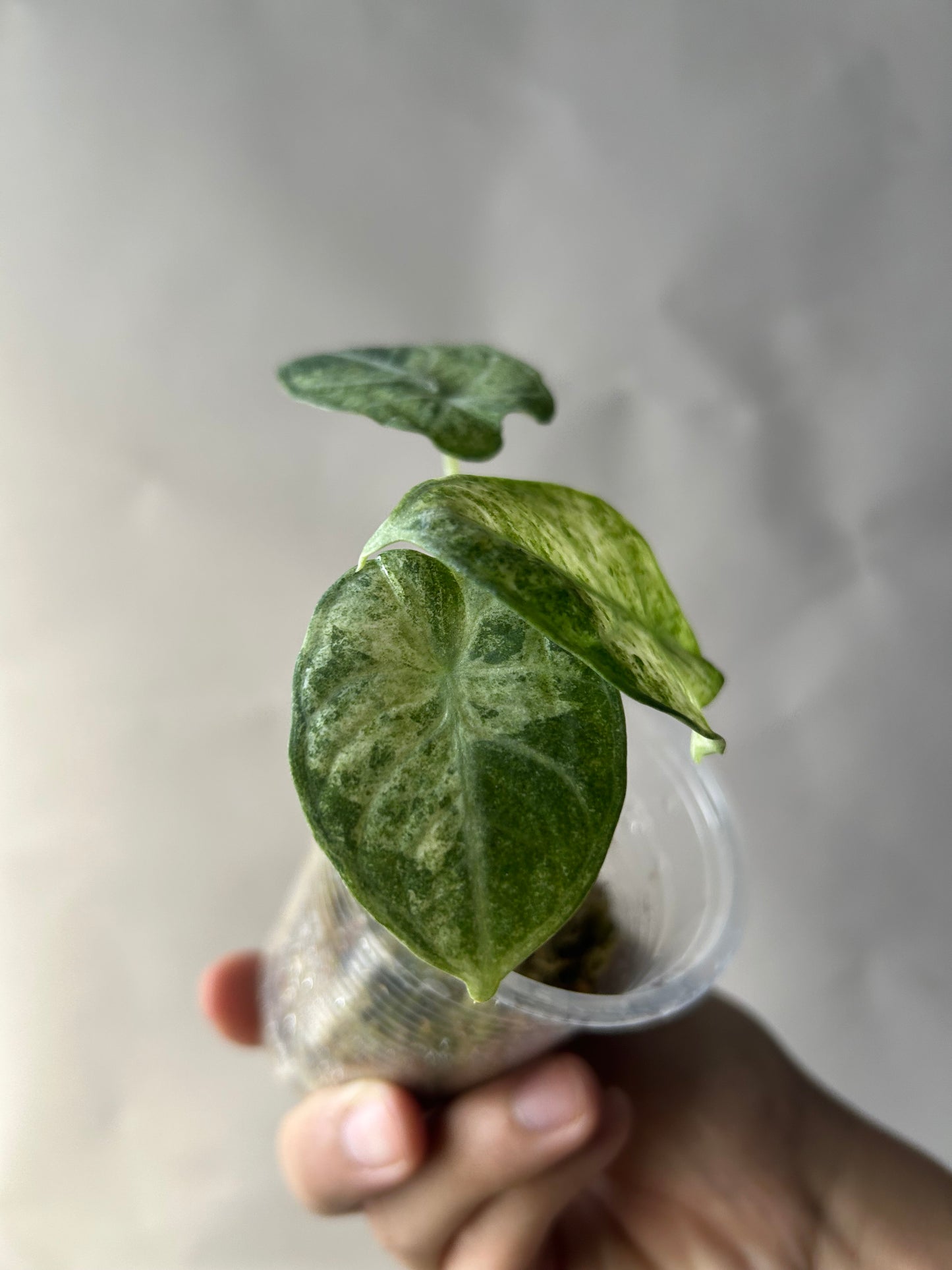 Alocasia Ninja Tricolor Splash