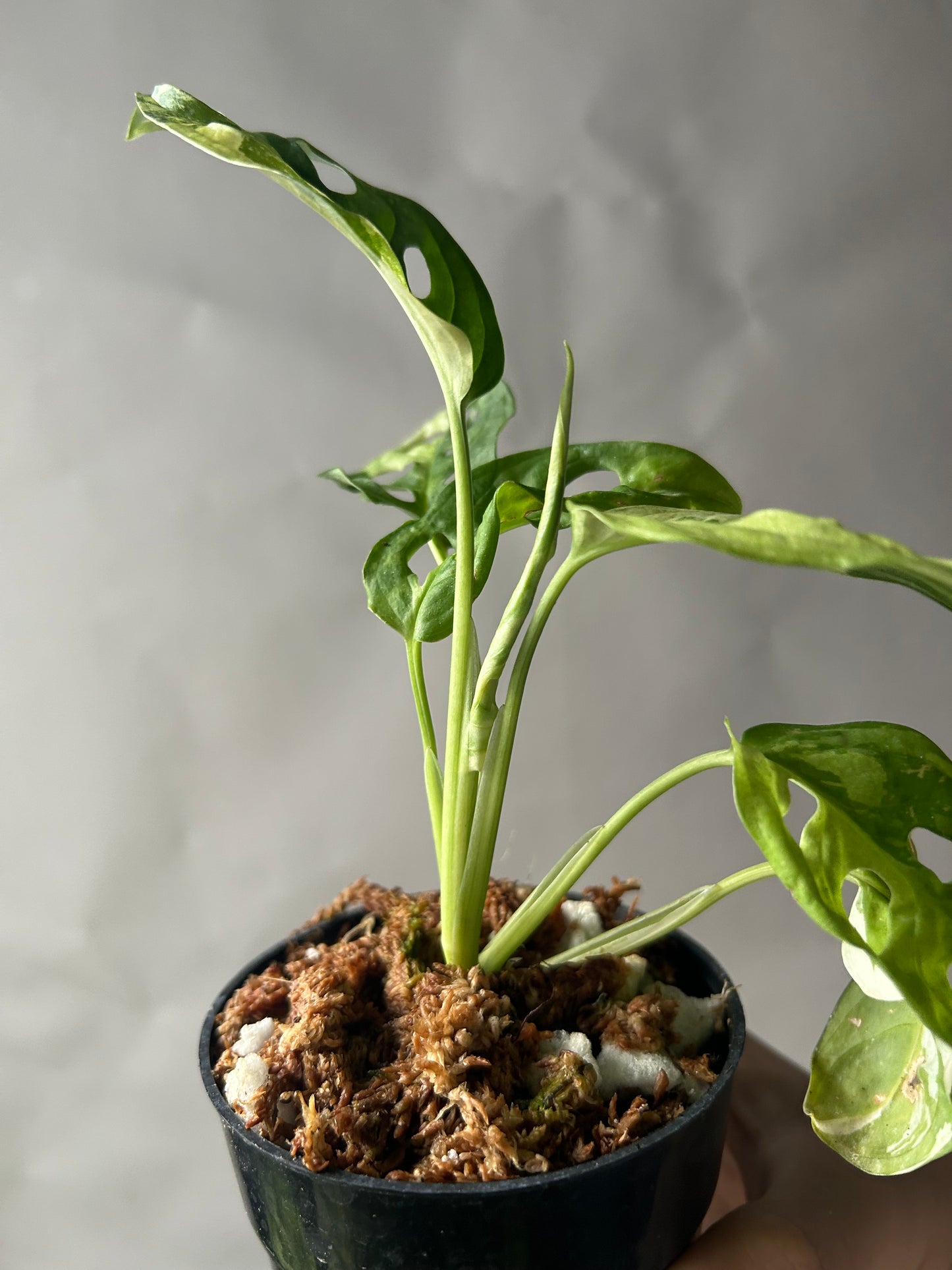 Monstera Adansonii Tricolor aka Albo