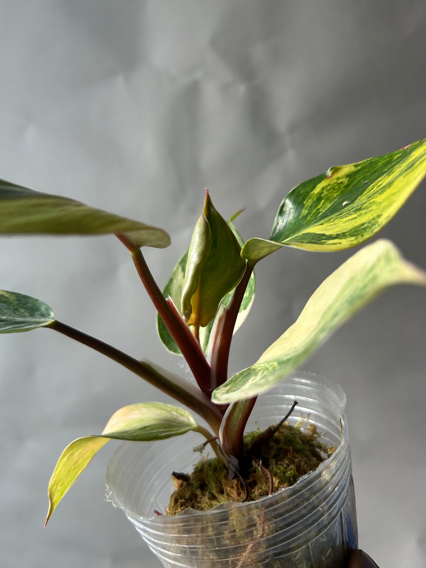 Philodendron White Knight Tricolor