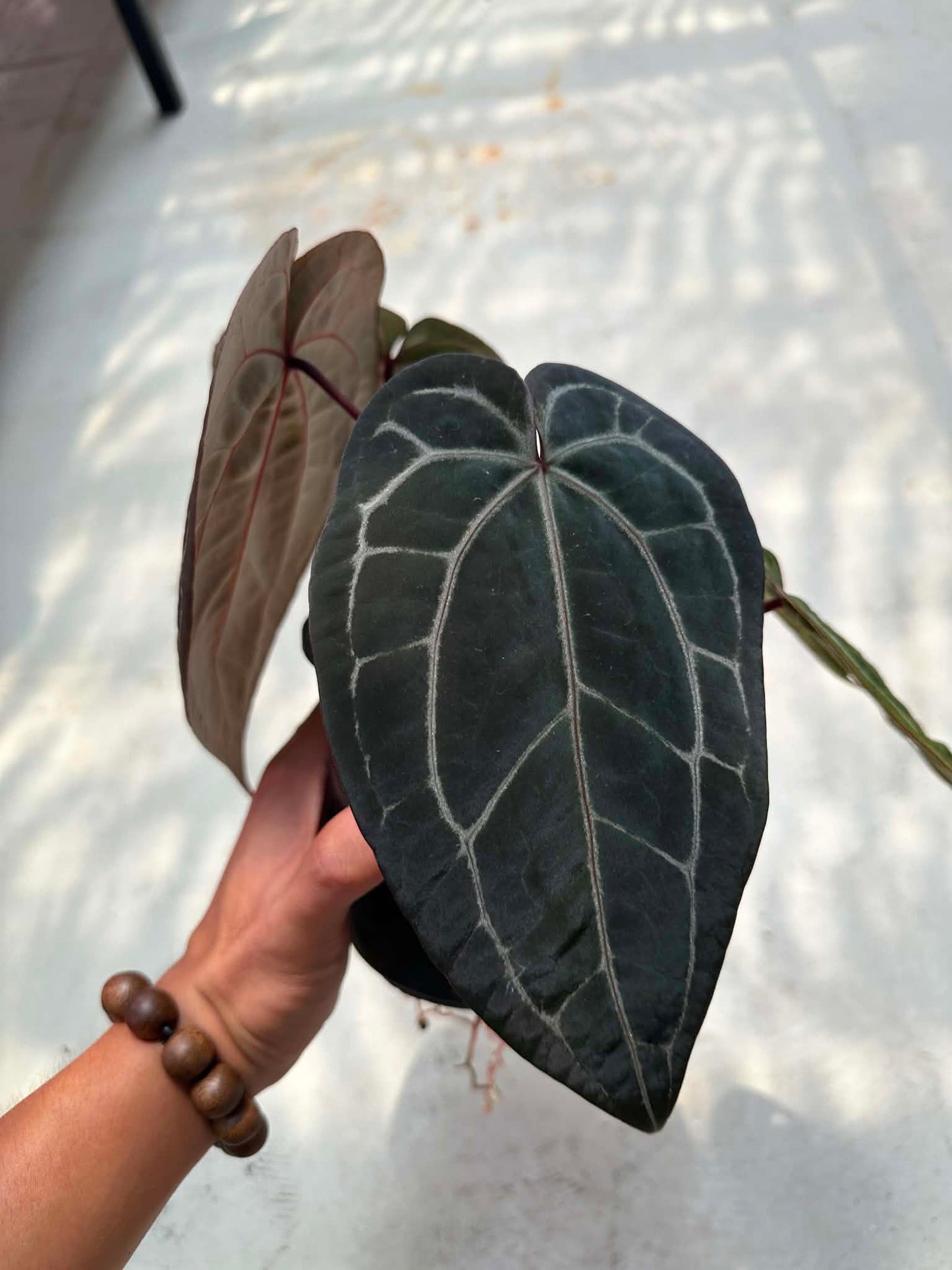 Selected Anthurium (Michelle x Michelle) Docblock x Michelle Dockblock by The Realm Of Leaf
