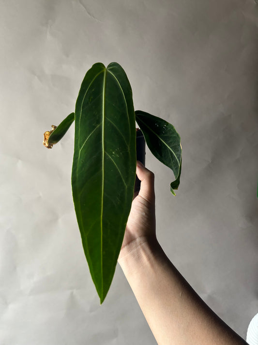 Anthurium Queen Dark Form