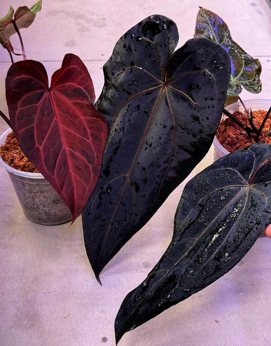 Anthurium ( RVC x DH ) Variegated x ( RVC x DH ) by Han Kirok