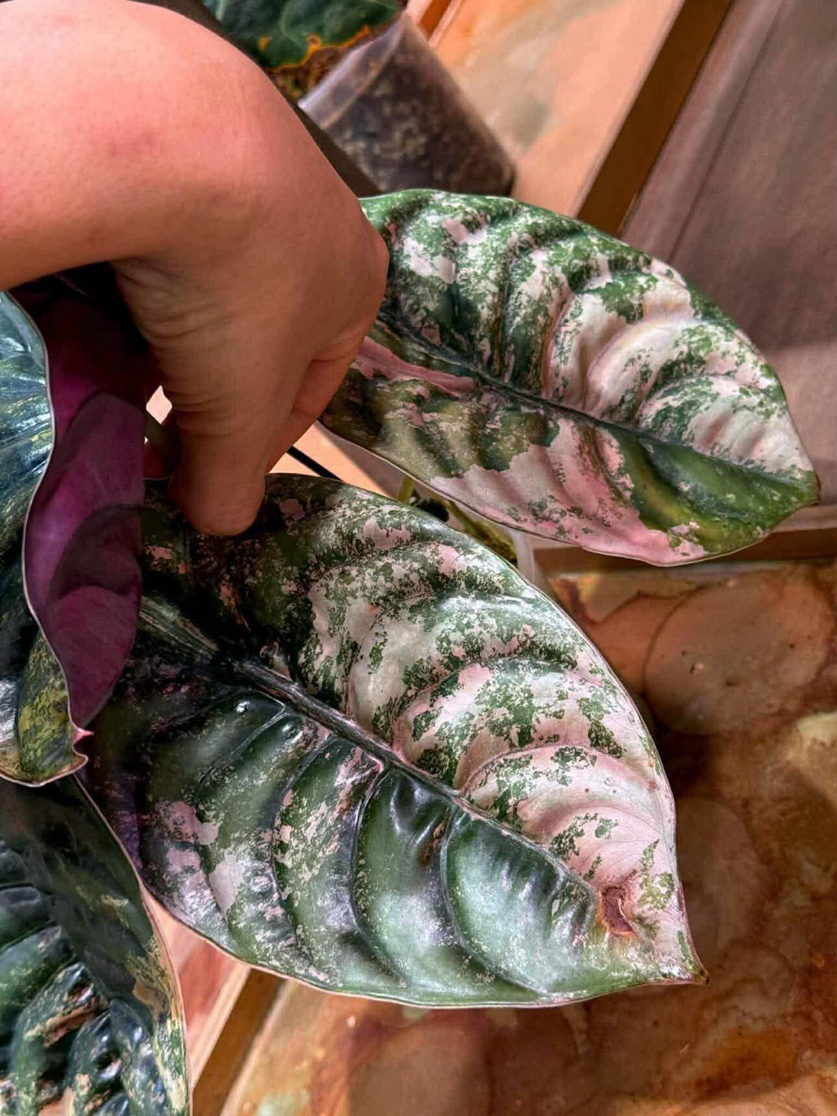 Alocasia Cuprea Pink Latte Corm (Pre-order)