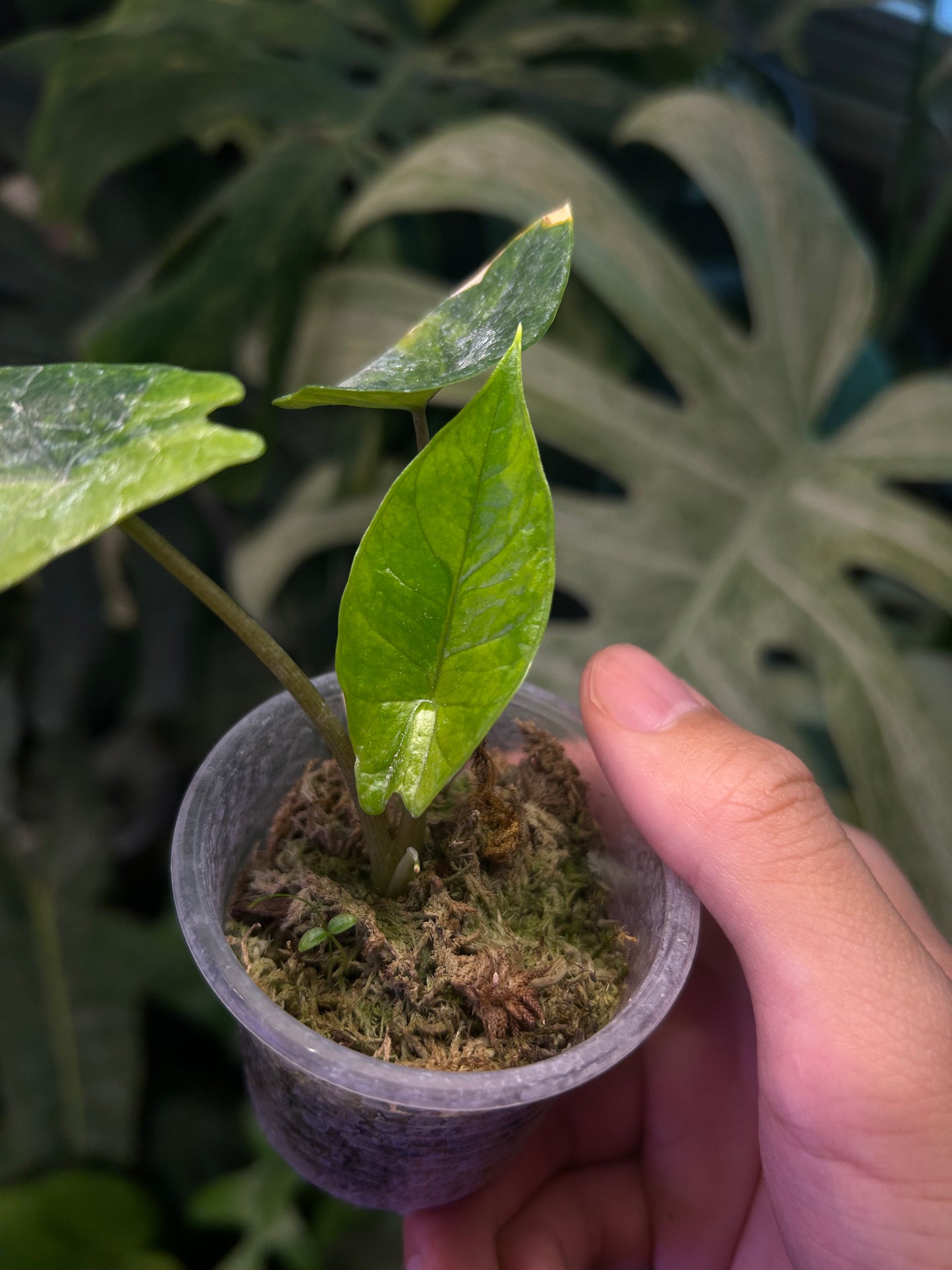 Alocasia Scalprum Aurea