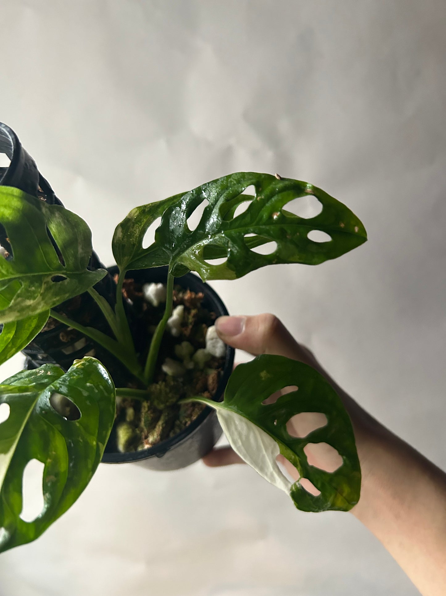 Monstera Adansonii Tricolor