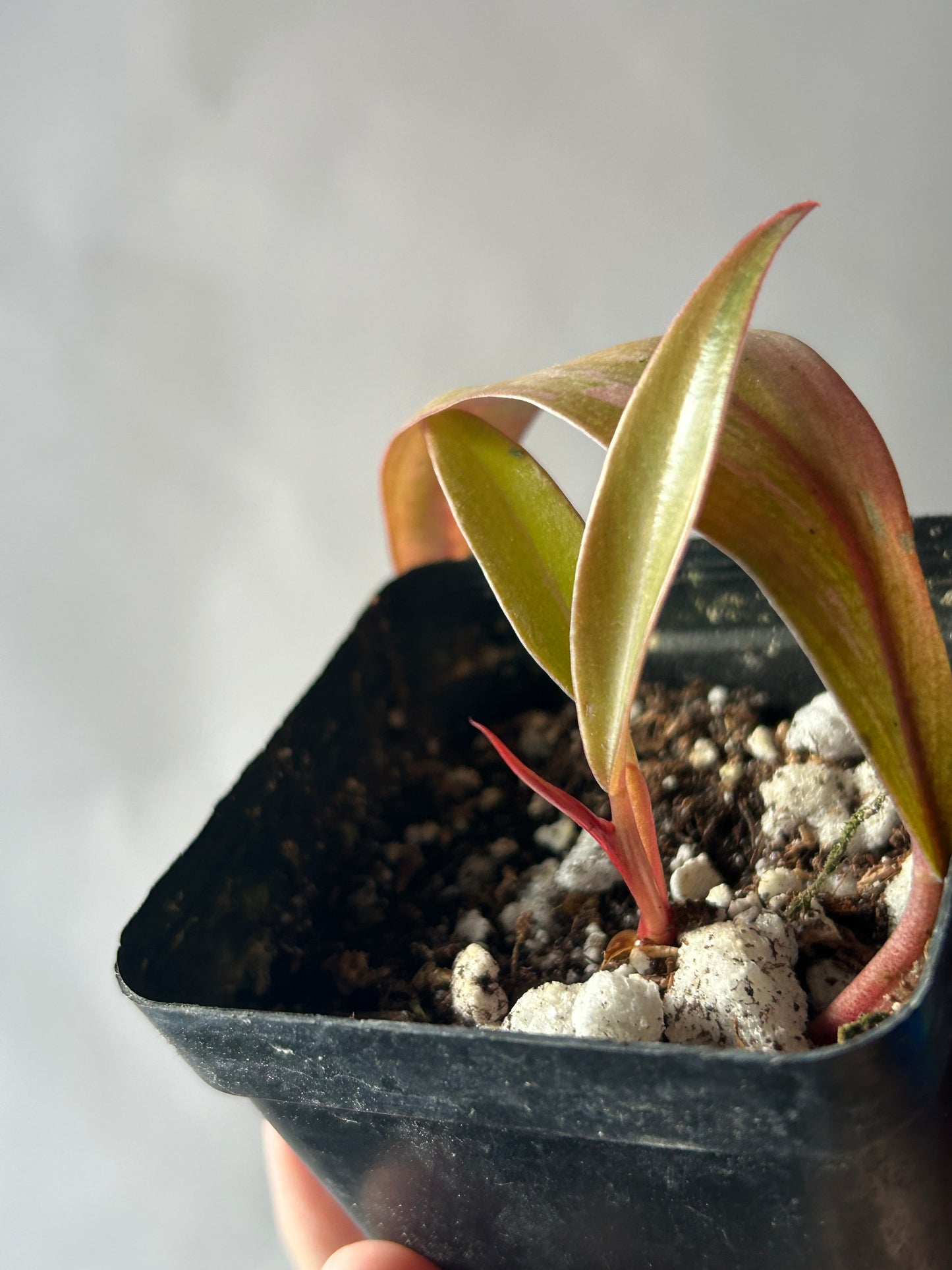 Philodendron Caramel Marble