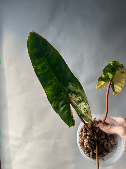 Philodendron Billitiae Cutting