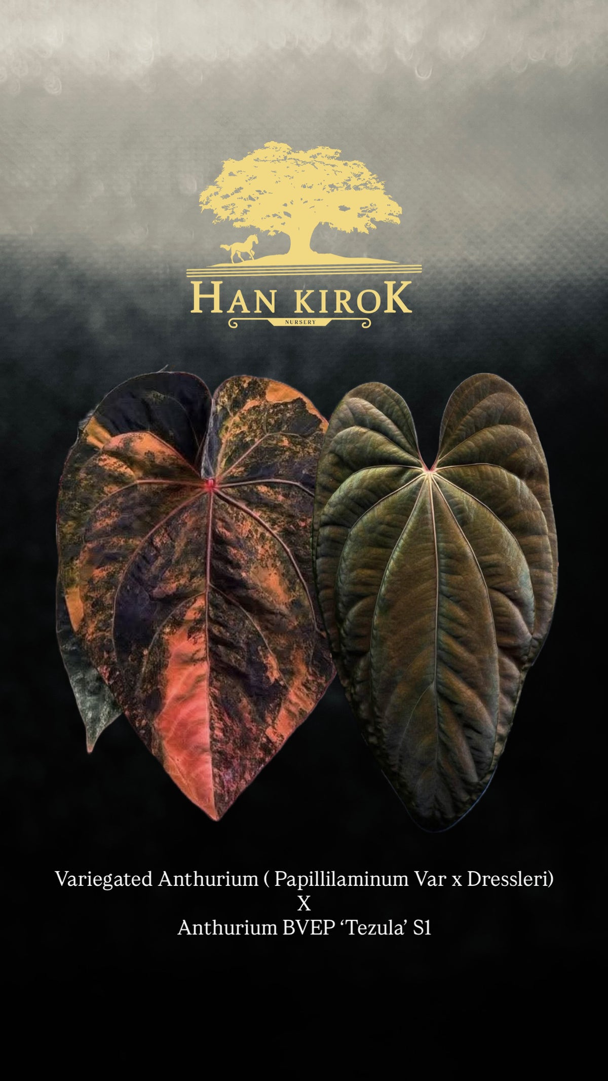 Anthurium (Papillilaminum Var x Dressleri) x BVEP ‘Tezula’ S1