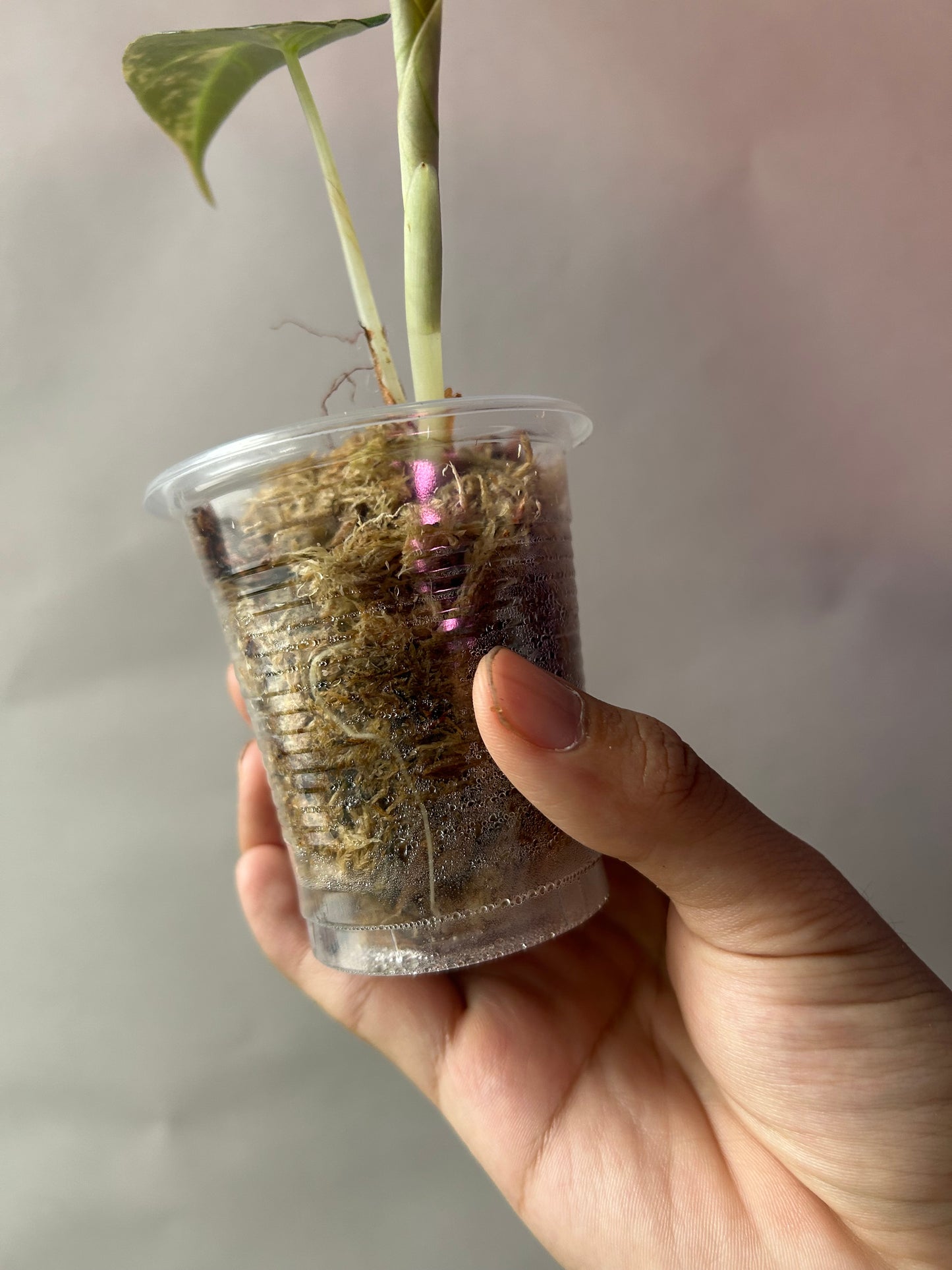 Alocasia Black Velvet Gold