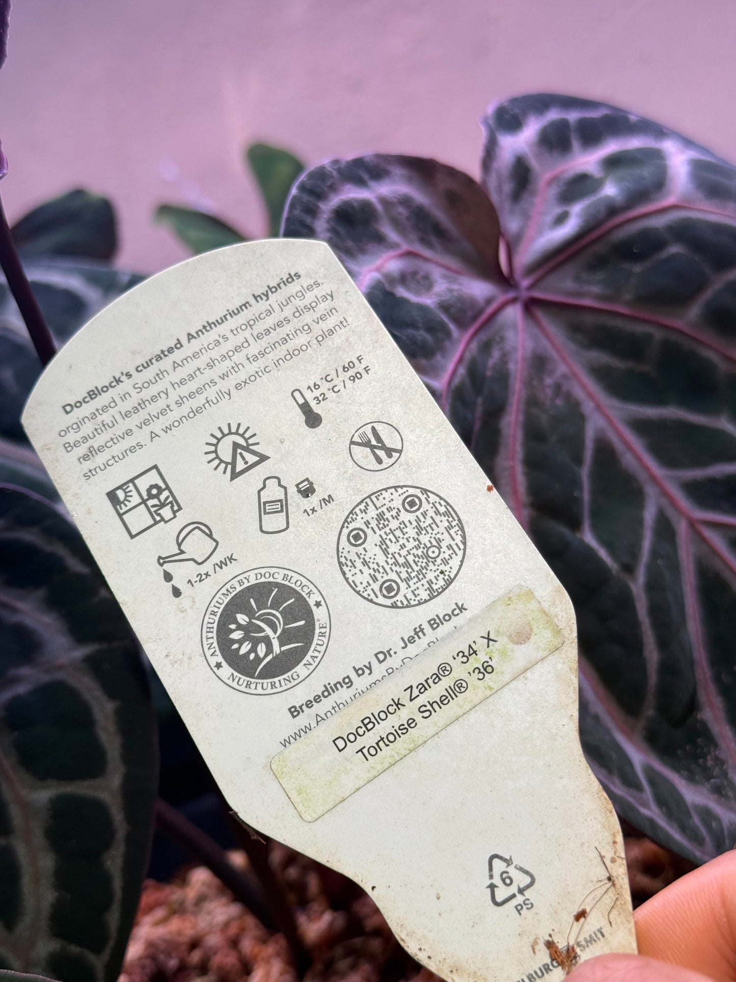 Anthurium DocBlock Zara β34β x Tortoise β36β Clone