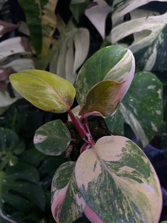 Philodendron White Knight Tricolor