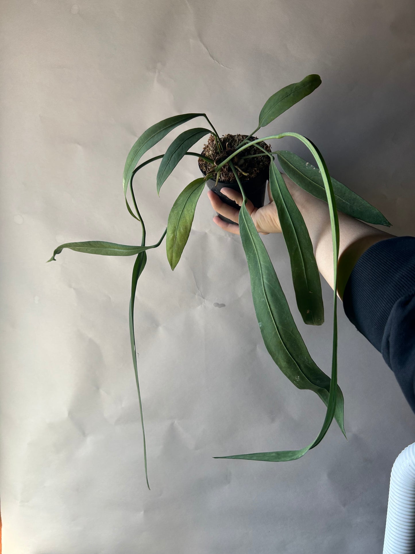 Anthurium Vittarifolium