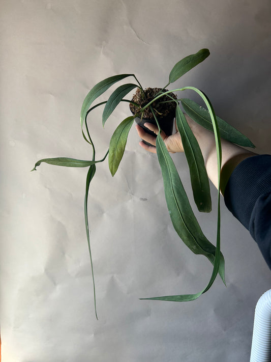 Anthurium Vittarifolium