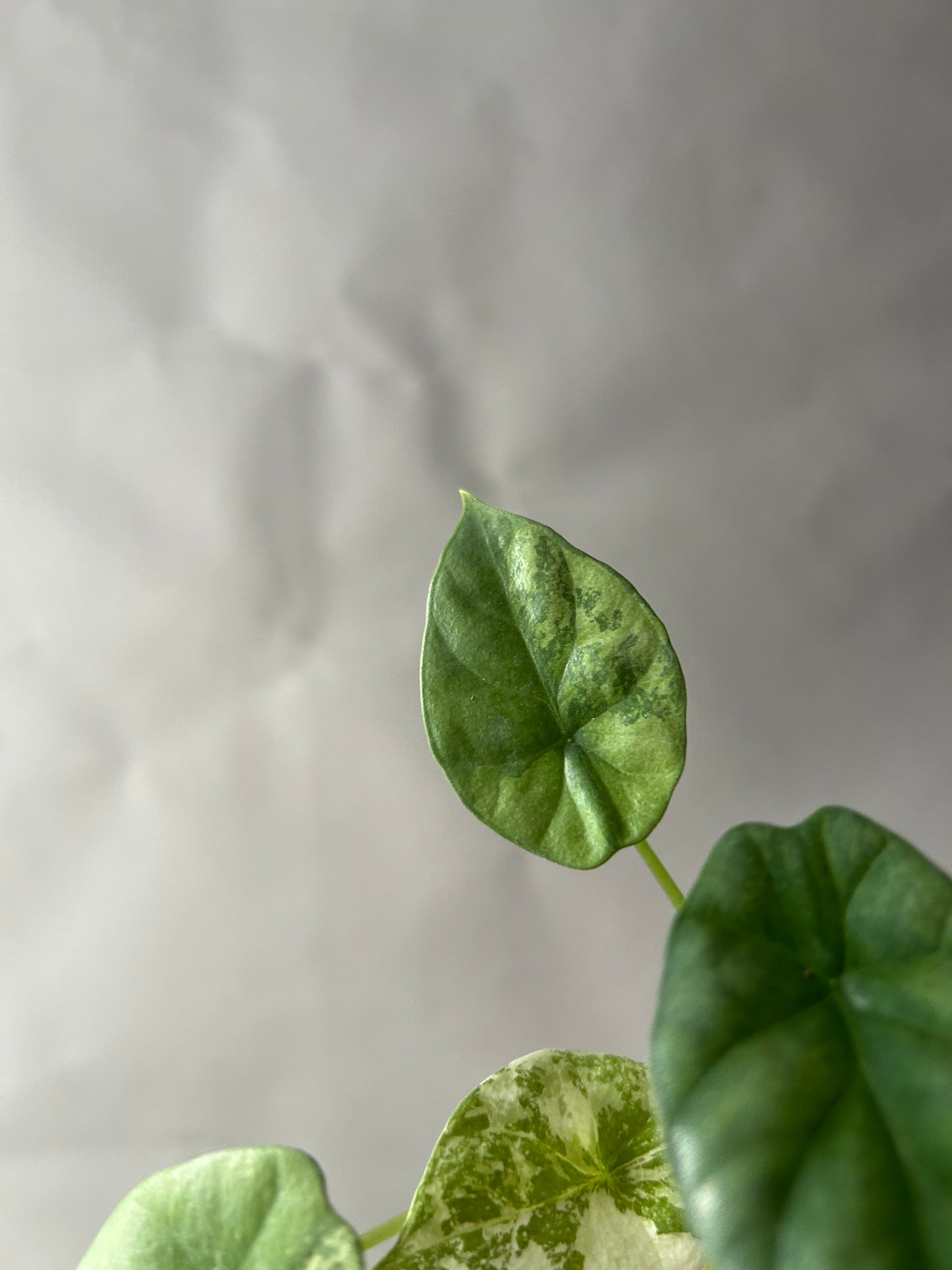 Alocasia Sinuata Albo