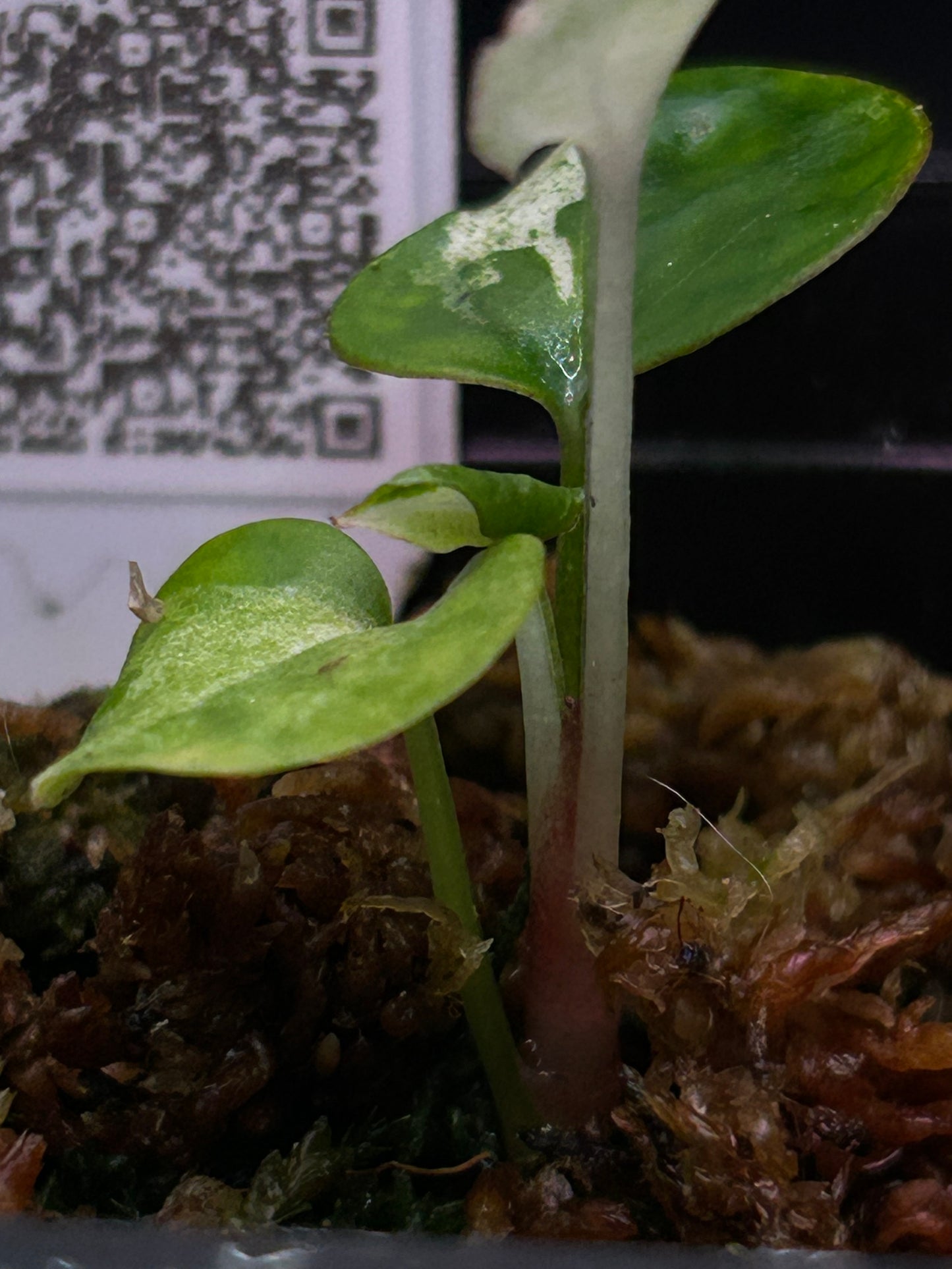 Albo Pink Anthurium ( DH x RVC ) x ( Docblock x RVDP)