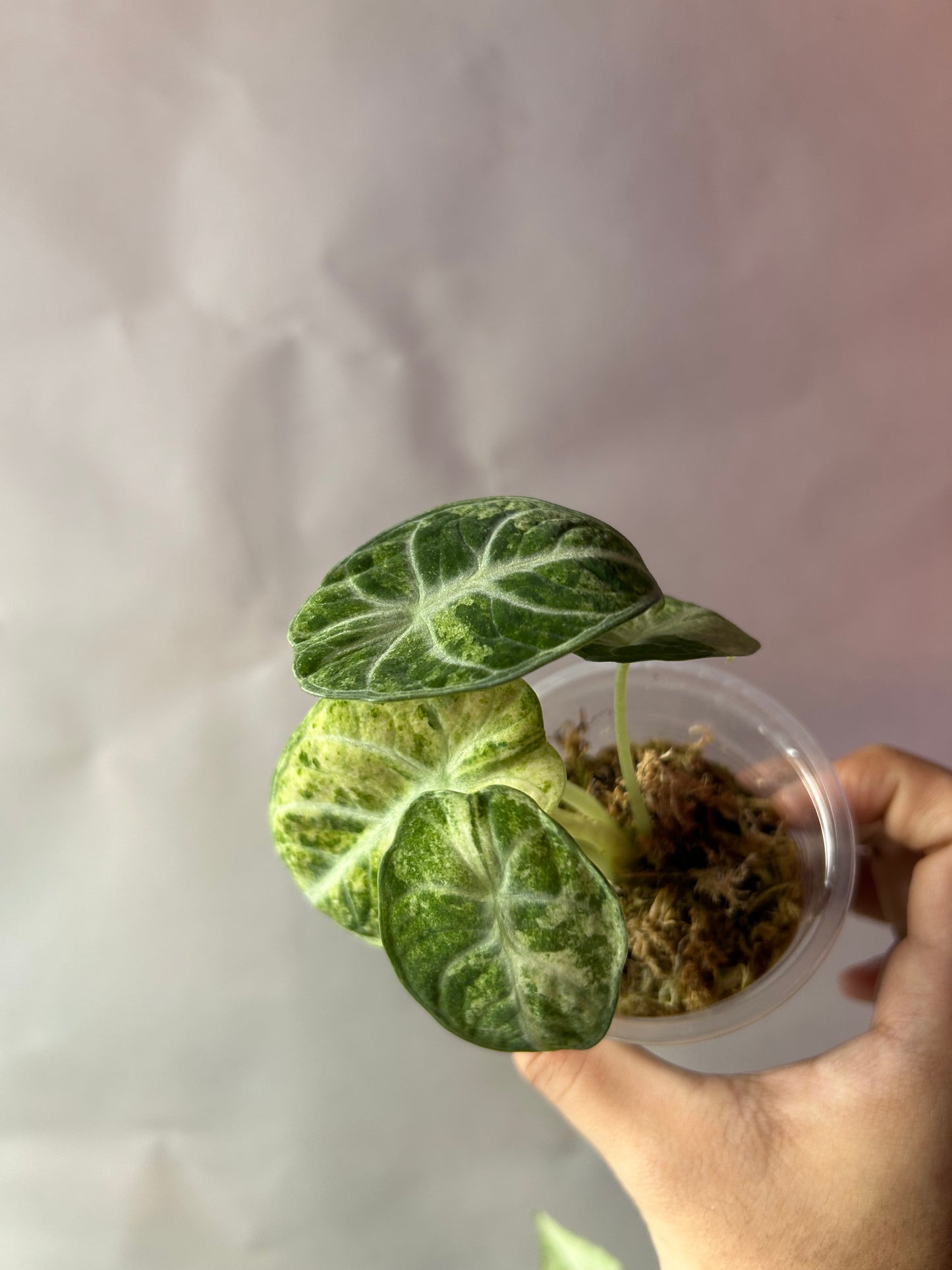 Alocasia Ninja Tricolor aka Splash