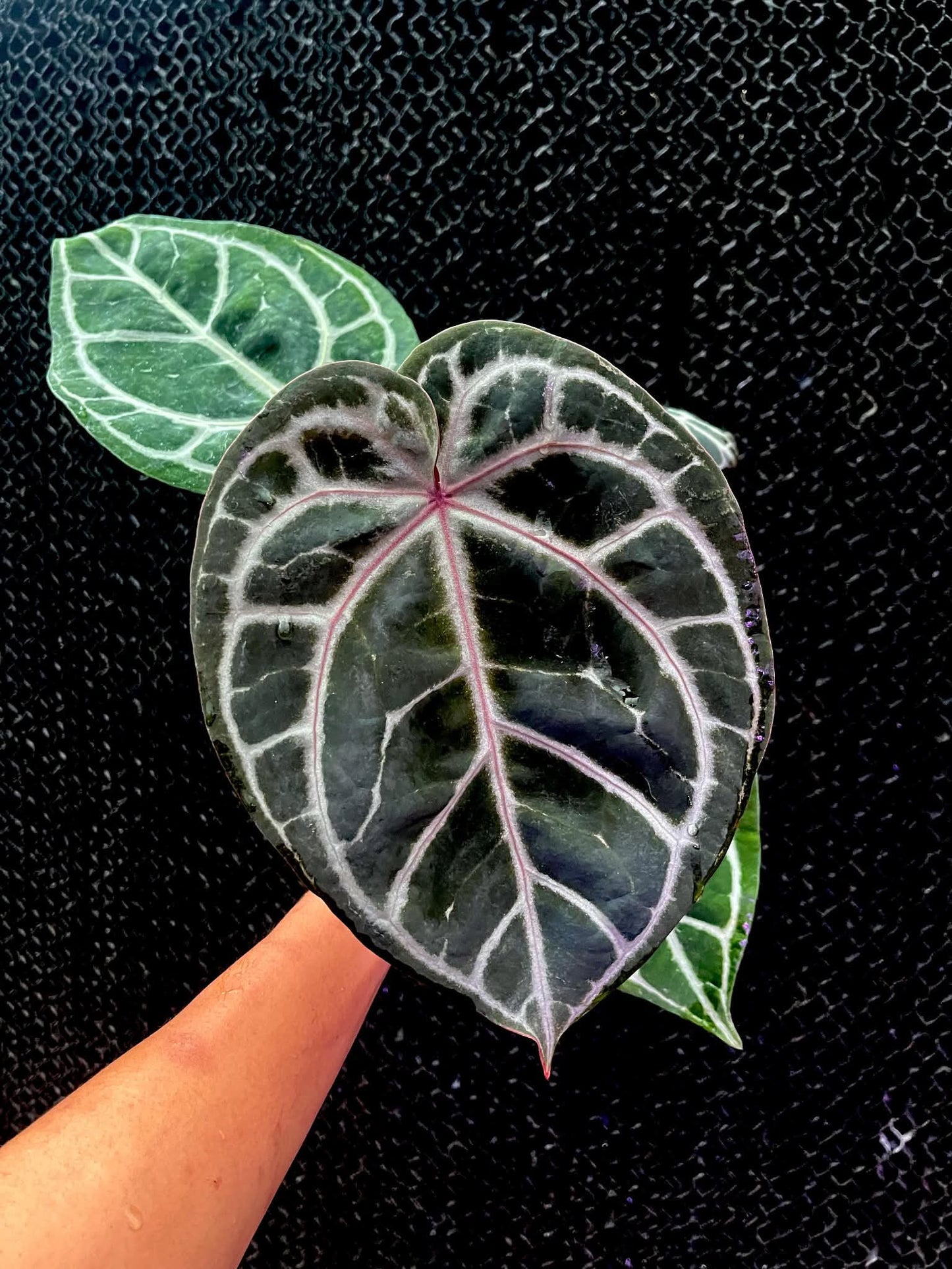 Anthurium (SKG Pink Lemonade x RC) x (Michelle Long Form x Zara) by Han Kirok