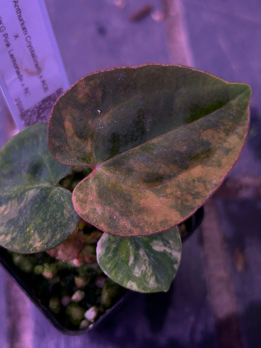 Selected - Variegated (Crystallium x AOS) x (SKG Pink Lemonade x RC)