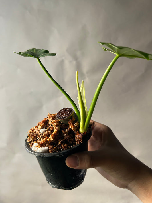 Philodendron Radiatum Variegated