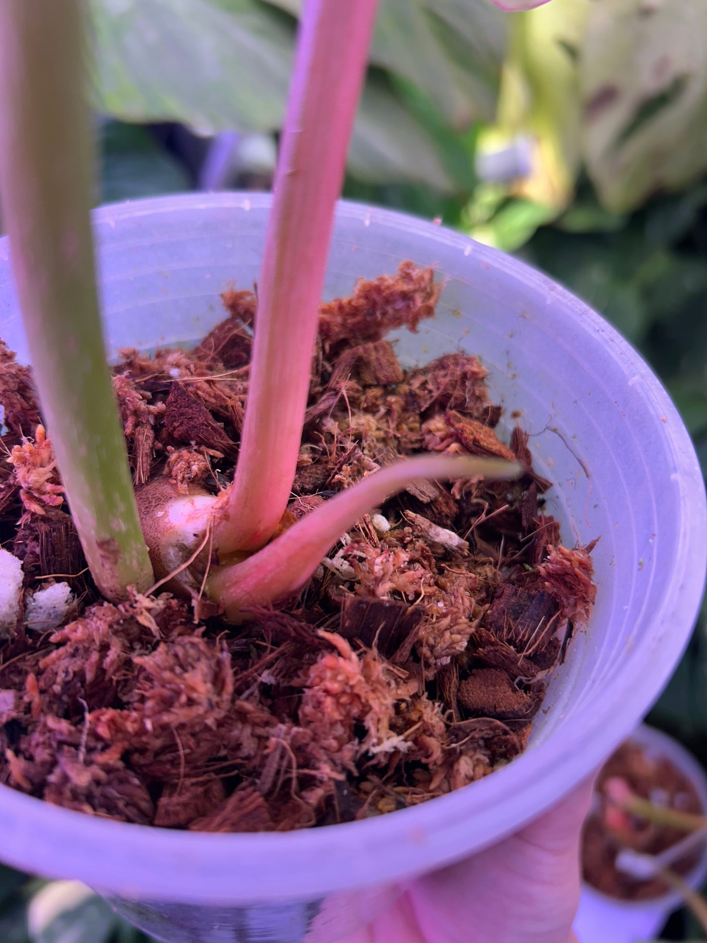Philodendron Pastazanum Albo ( Top Cut )