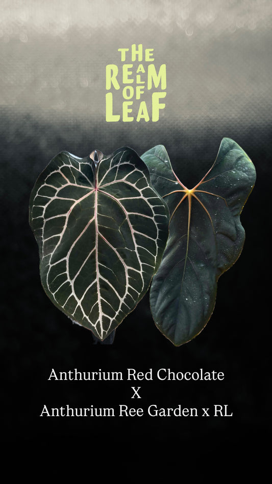 Anthurium Red Chocolate x (Ree Garden x RL )