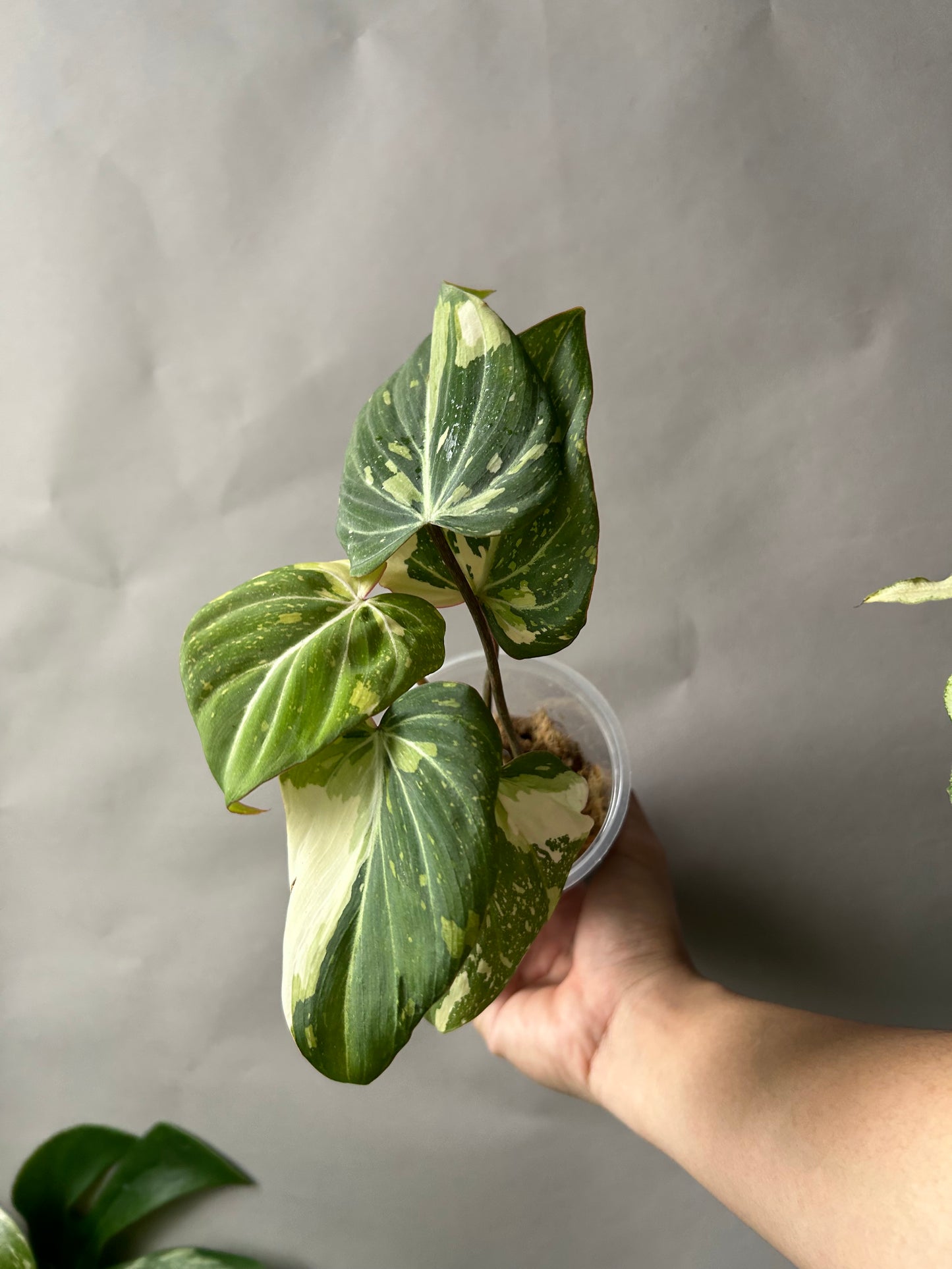 Philodendron Gloriosum Galaxy