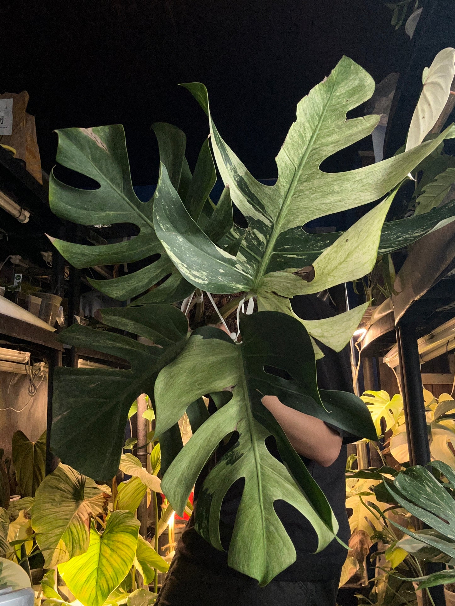 Monstera Jungle Mint - 4 Leafs