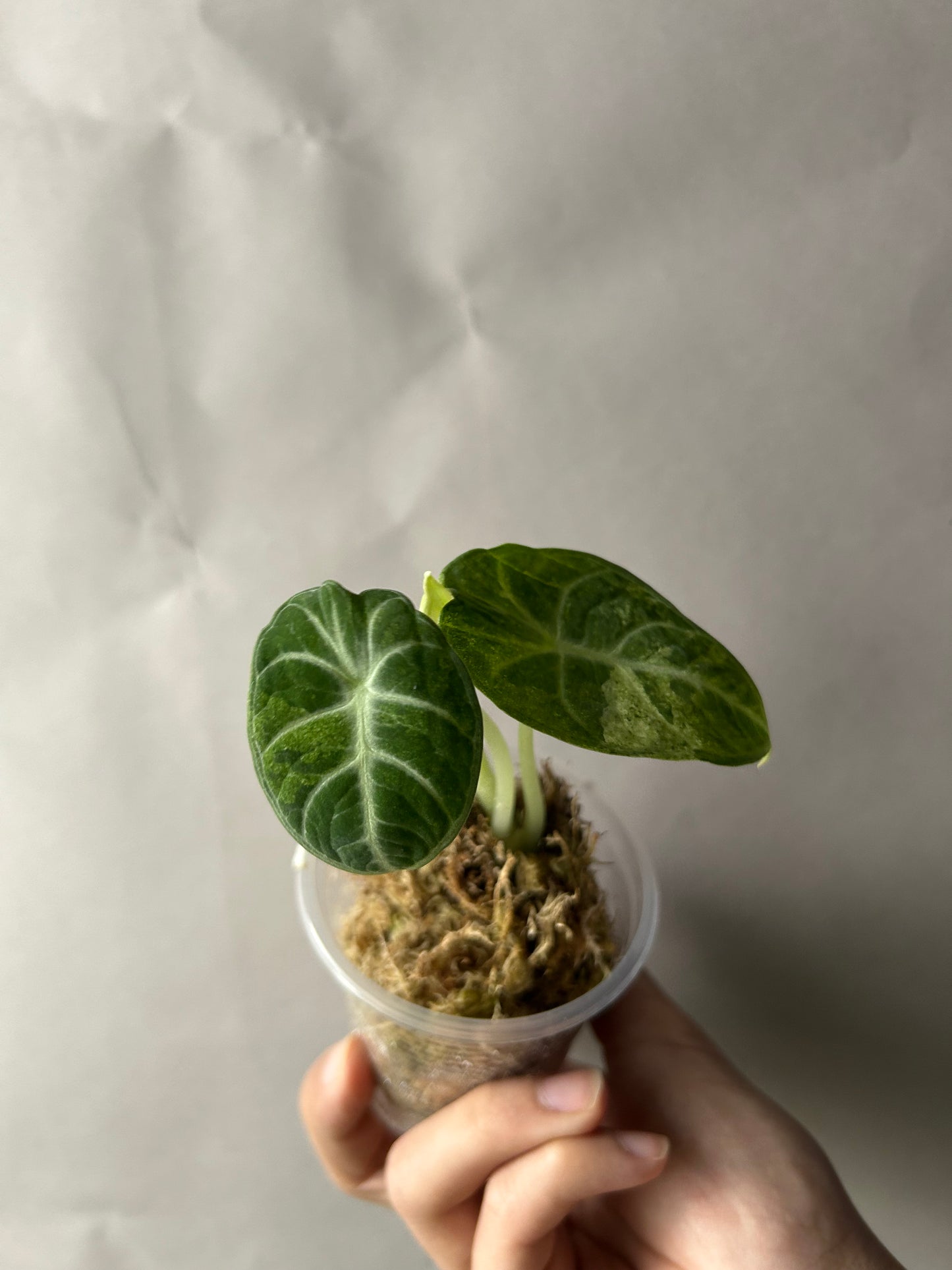 Alocasia Ninja Tricolor aka Splash