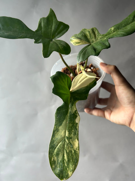 Philodendron Florida Beauty x Mayoi