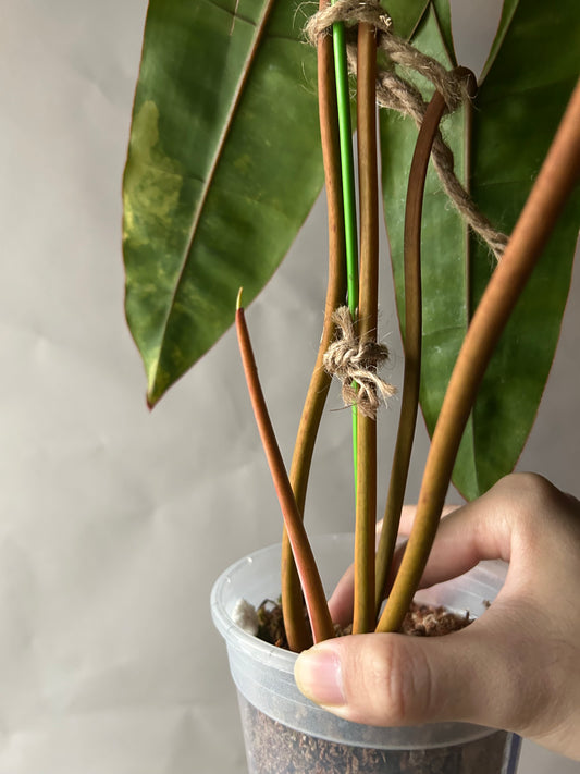 Philodendron Billitiae Variegated
