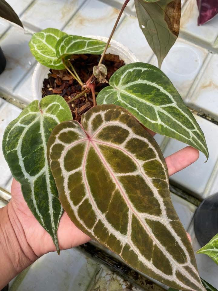 Anthurium ( SLG Link Lemonade x AOS ) x Michelle Variegated by Han Kirok