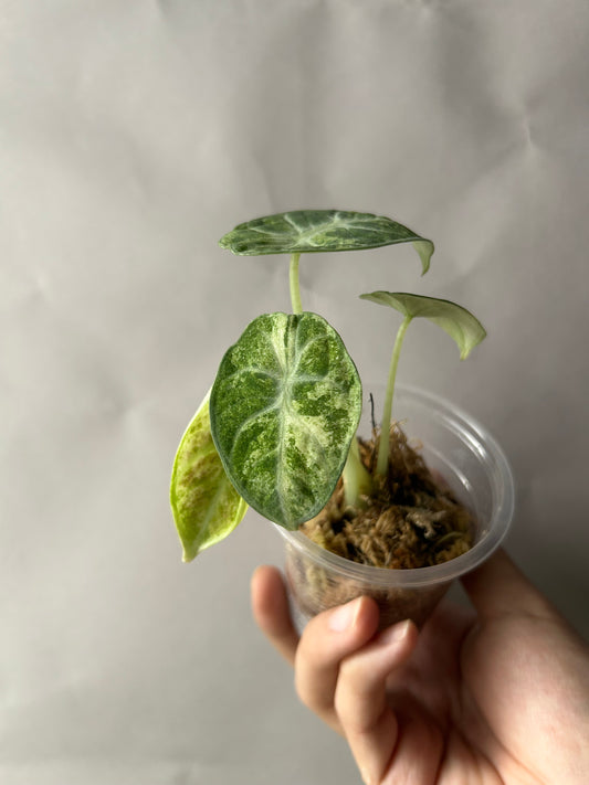 Alocasia Ninja Tricolor aka Splash