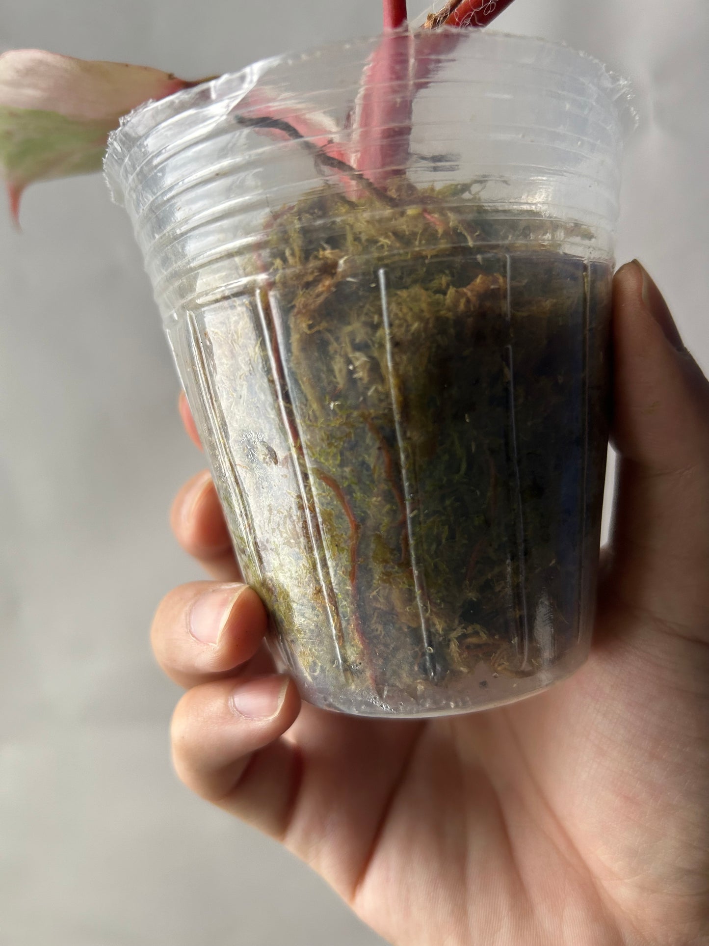 Philodendron White Knight Tricolor Bottom Cut