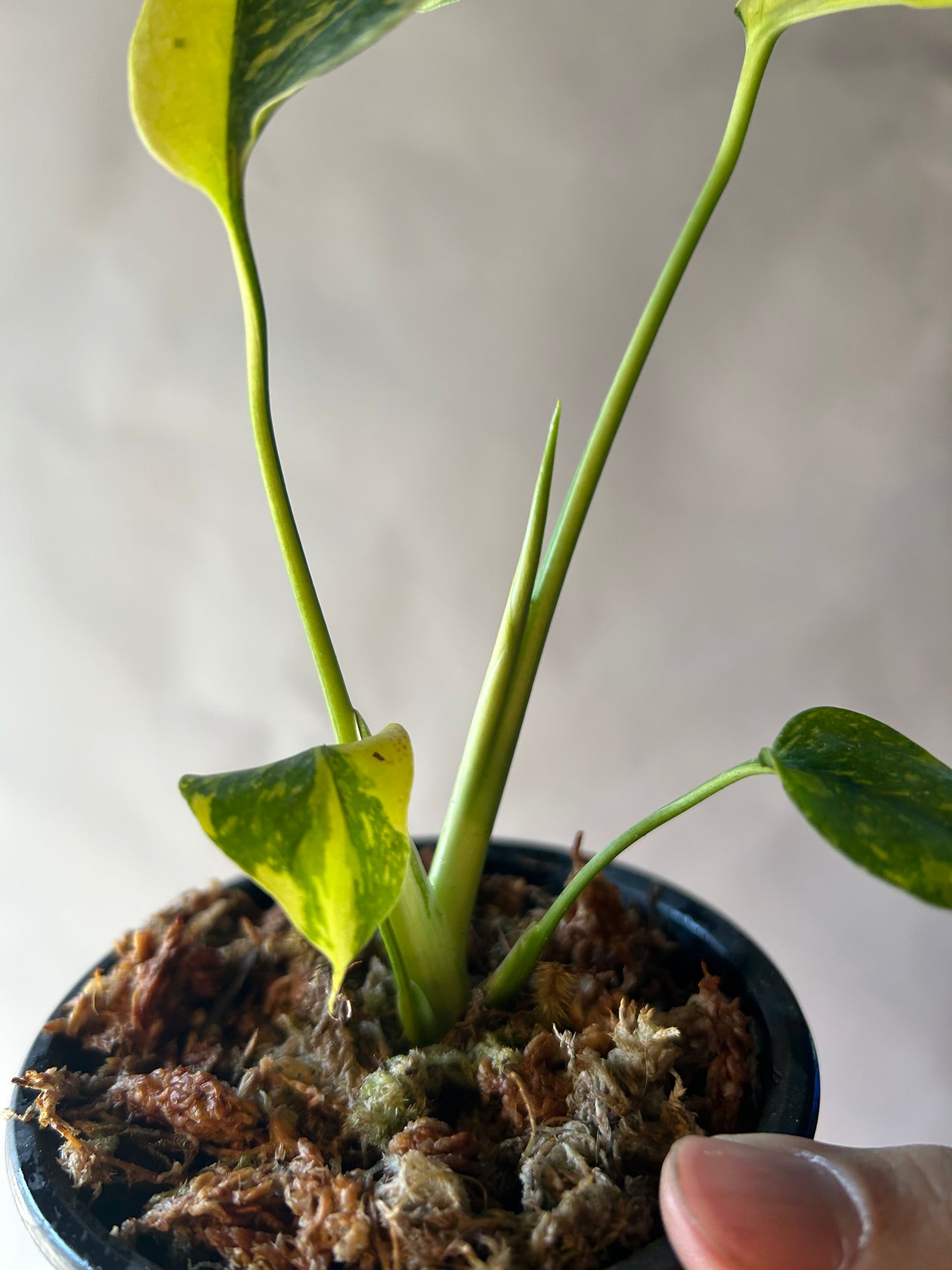 Monstera Deliciosa Electrolytes King