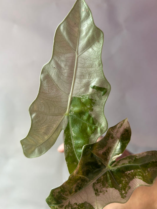 Alocasia Psedou Sanderiana Albo Pink