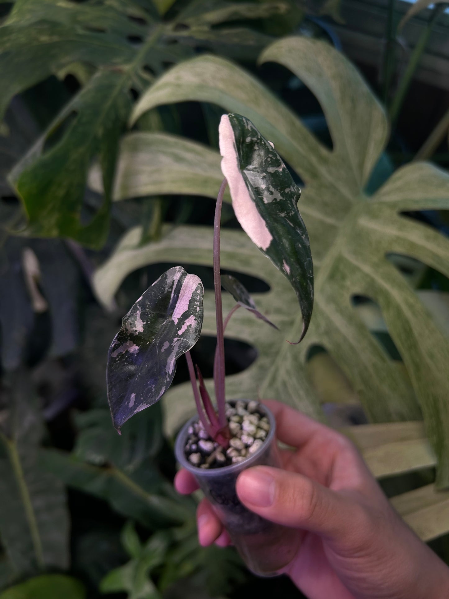 Alocasia Chatrieri Pink ( grow from corm )