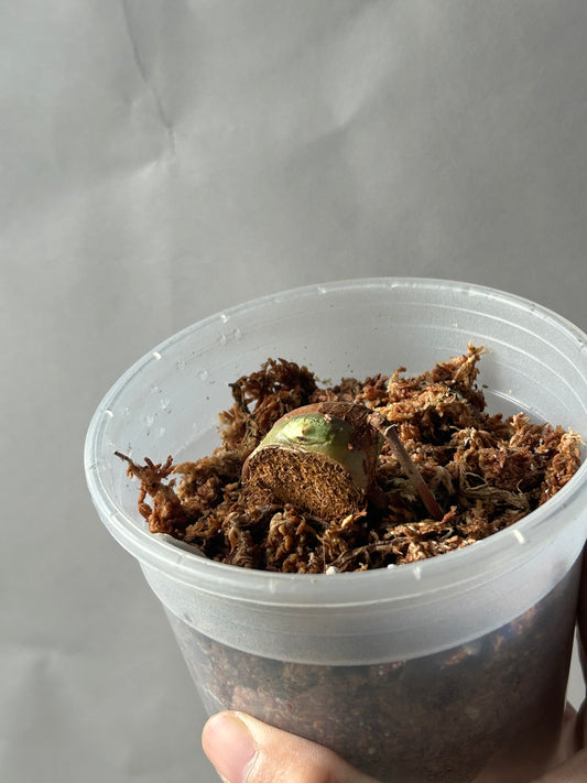 Philodendron Pastazanum Albo