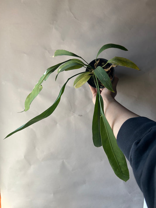 Anthurium Vittarifolium