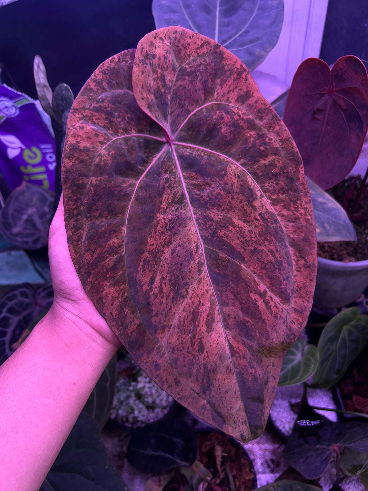 Anthurium AOS ‘Tezula’ x RVDP Clone