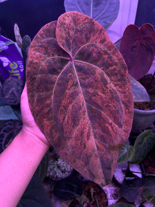 Anthurium AOS ‘Tezula’ x RVDP Clone