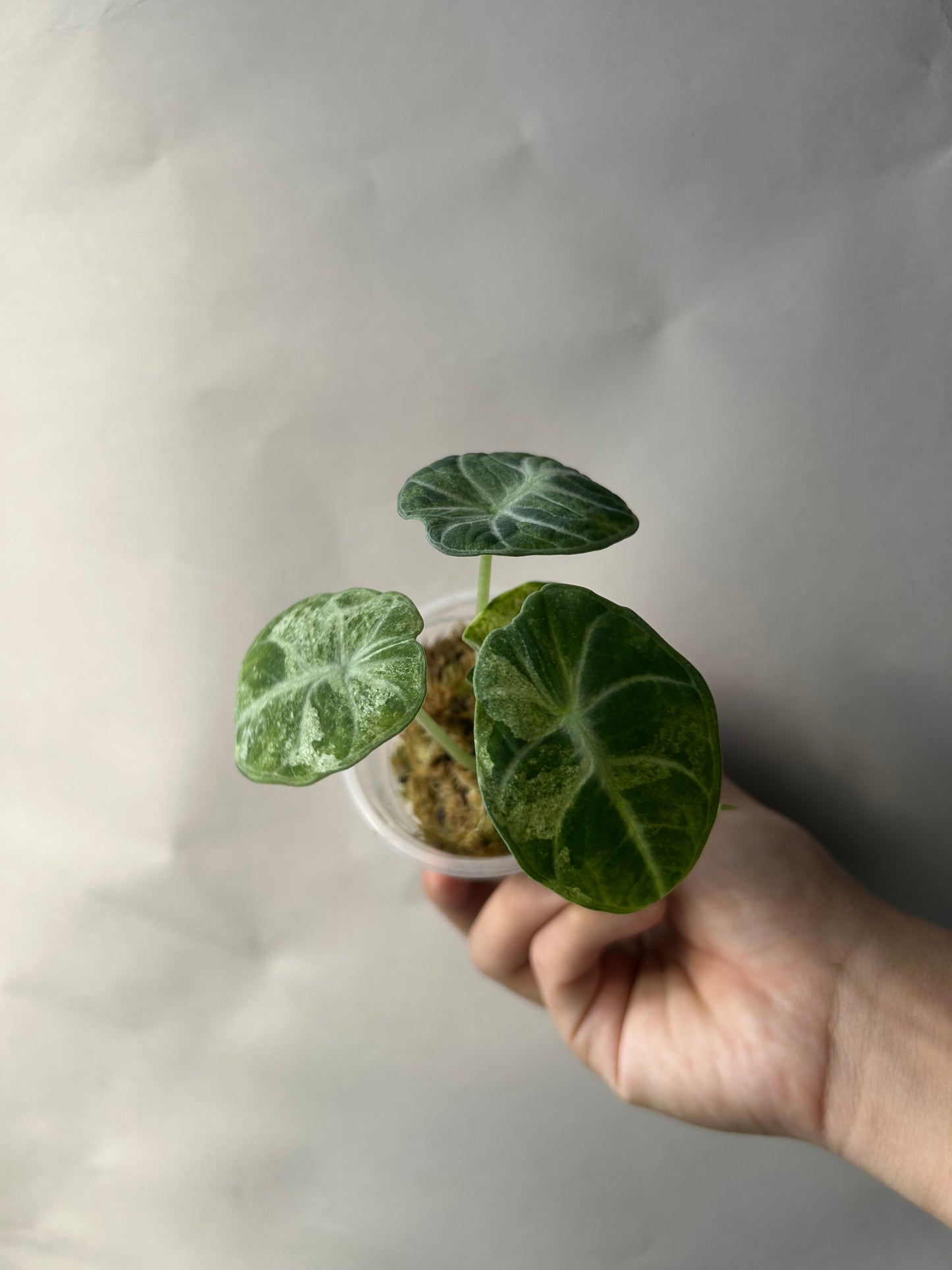Alocasia Ninja Tricolor Splash
